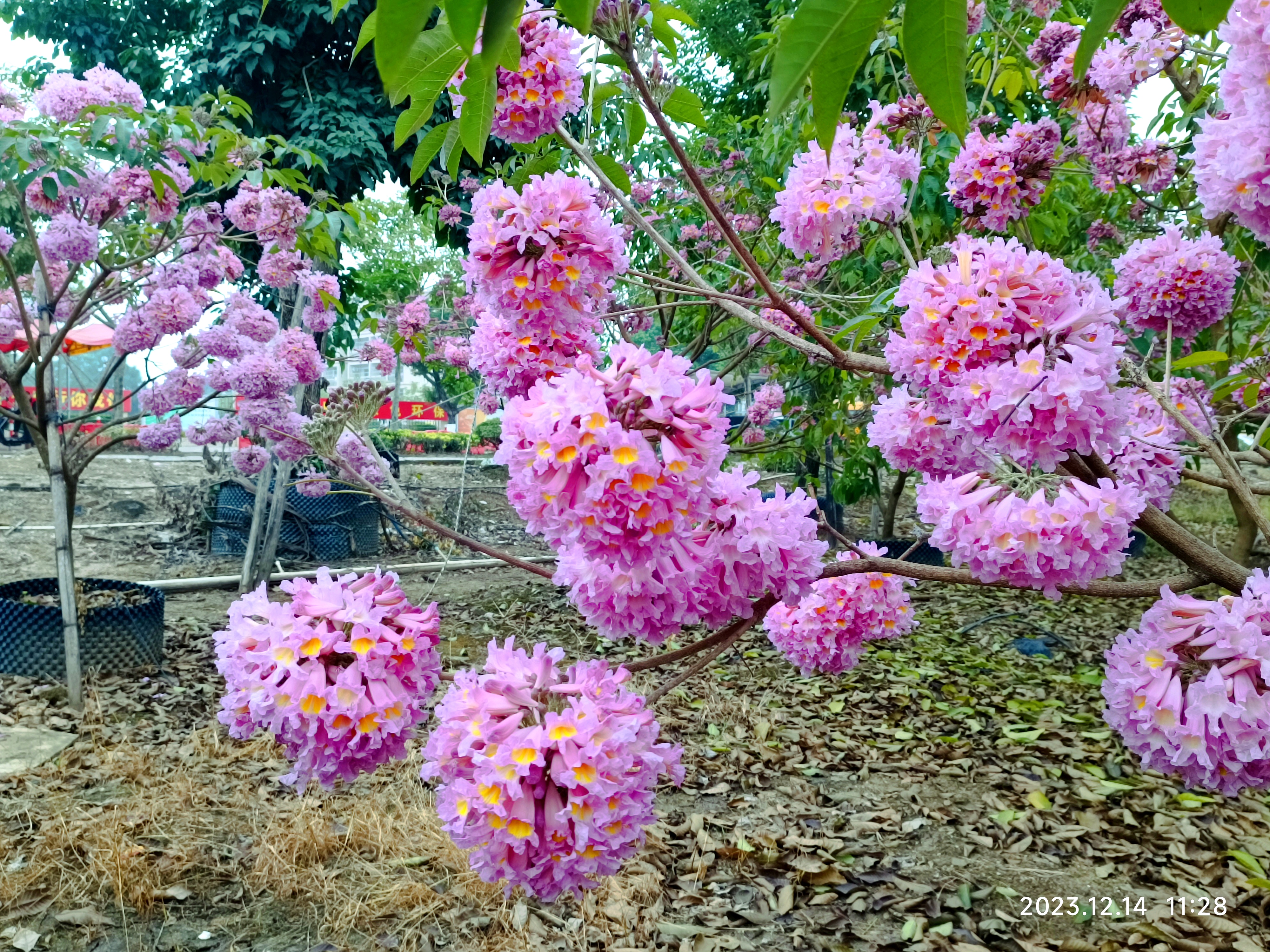 紫花风铃木花开灿烂