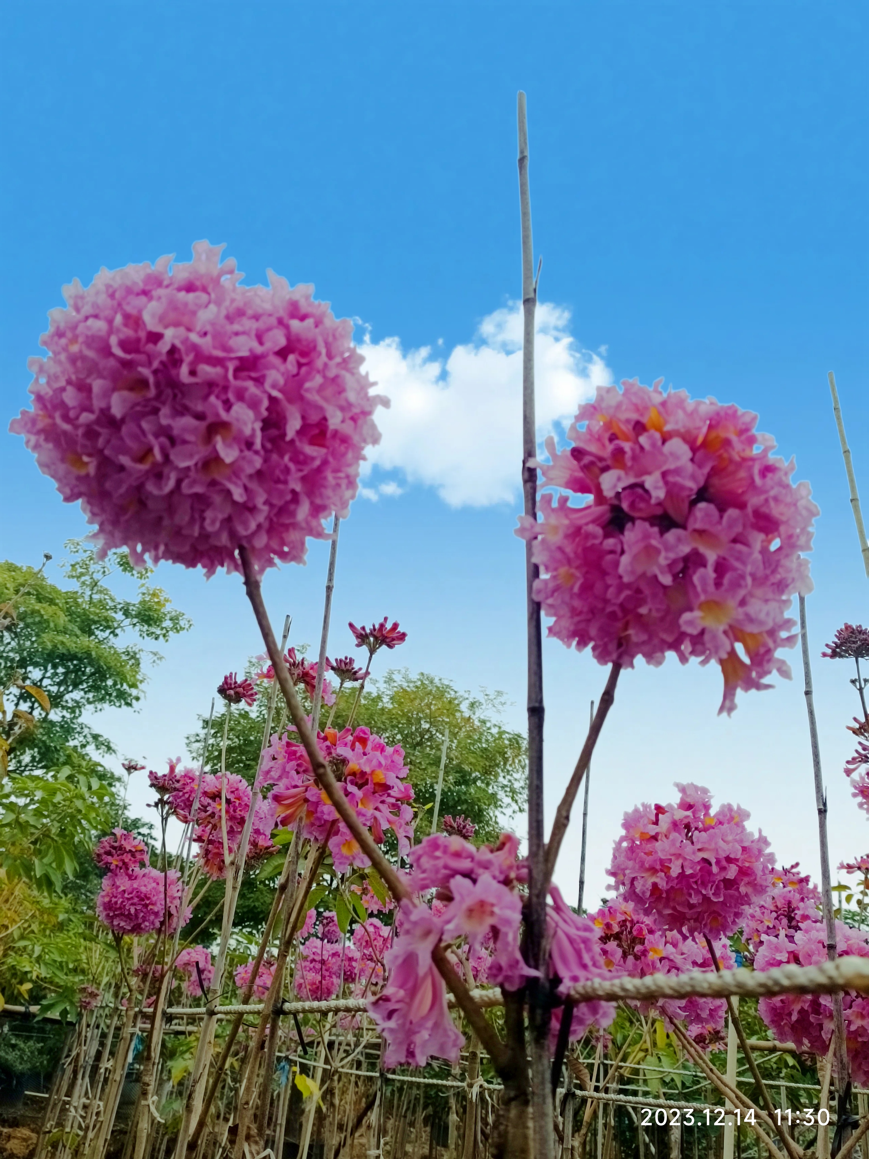 紫花风铃木花开灿烂