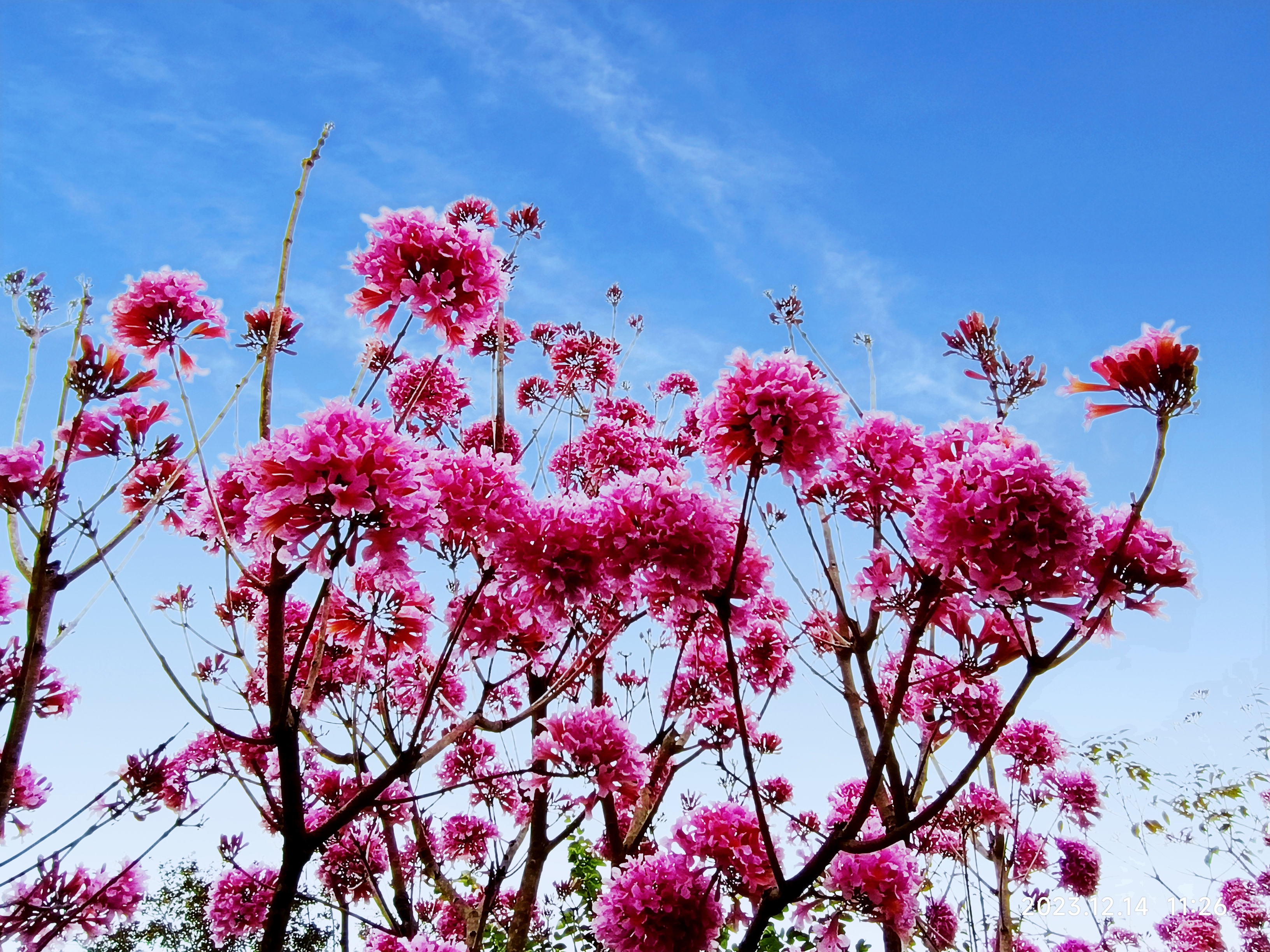 紫花风铃木花开灿烂