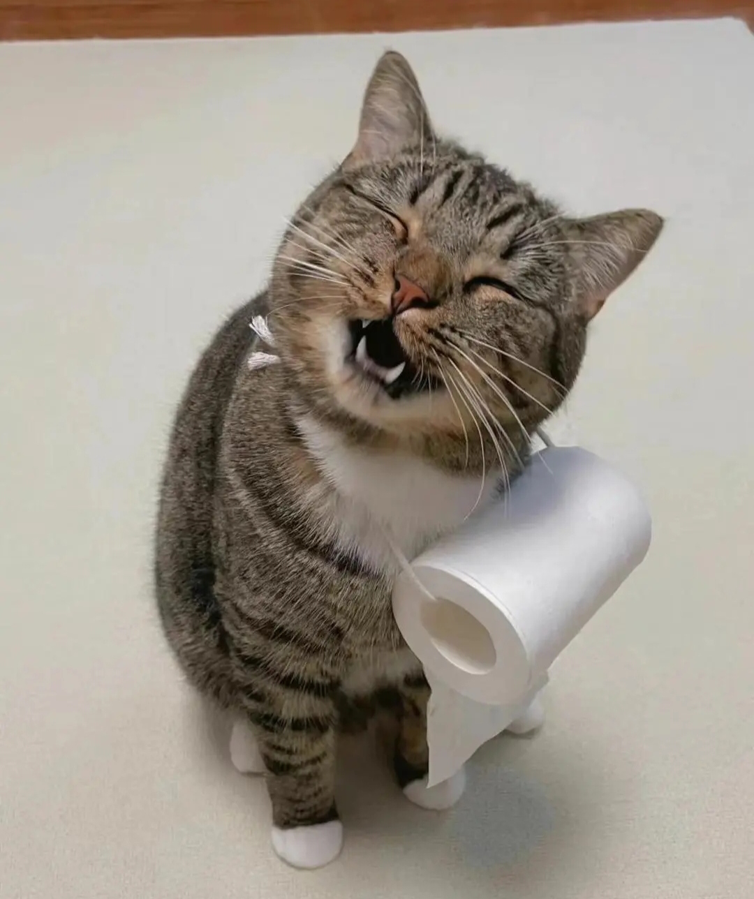 没想到不用一会直接把纸巾递到我面前,这也太可爱了吧!