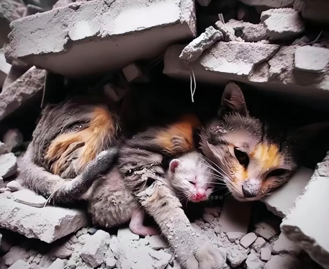 在一场地震的废墟中,救援人员掀开倒塌的碎片,一幅令人动容的画面