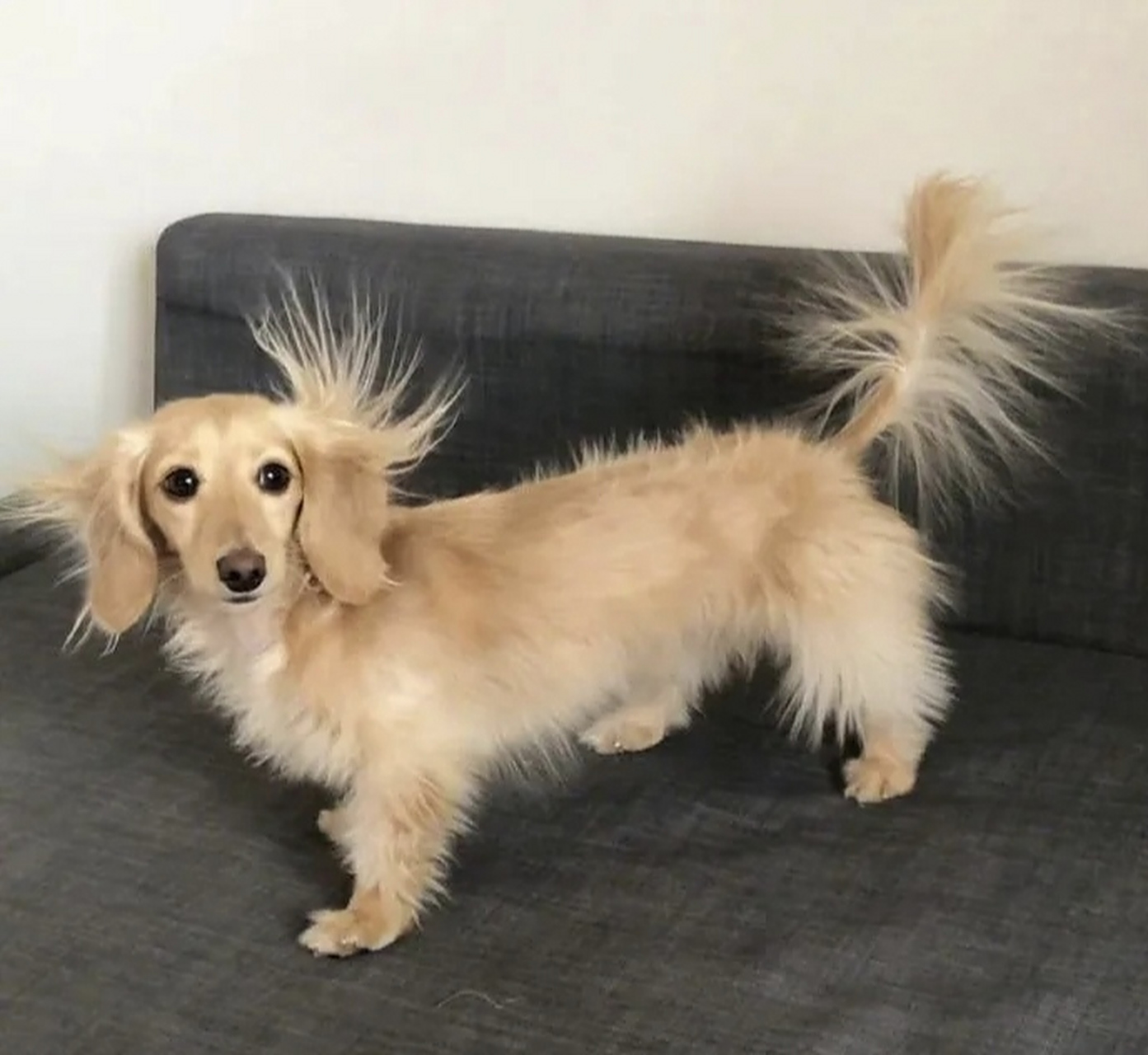 狗子炸毛也炸的这么好看,不像我