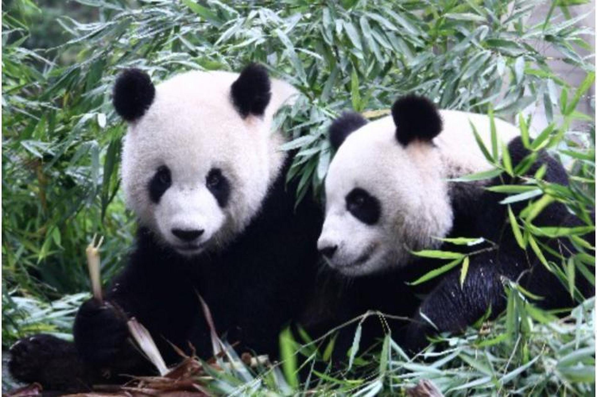 4个月前,大陆送到台湾的大熊猫团团病逝,龙应台建议台北市公园联系