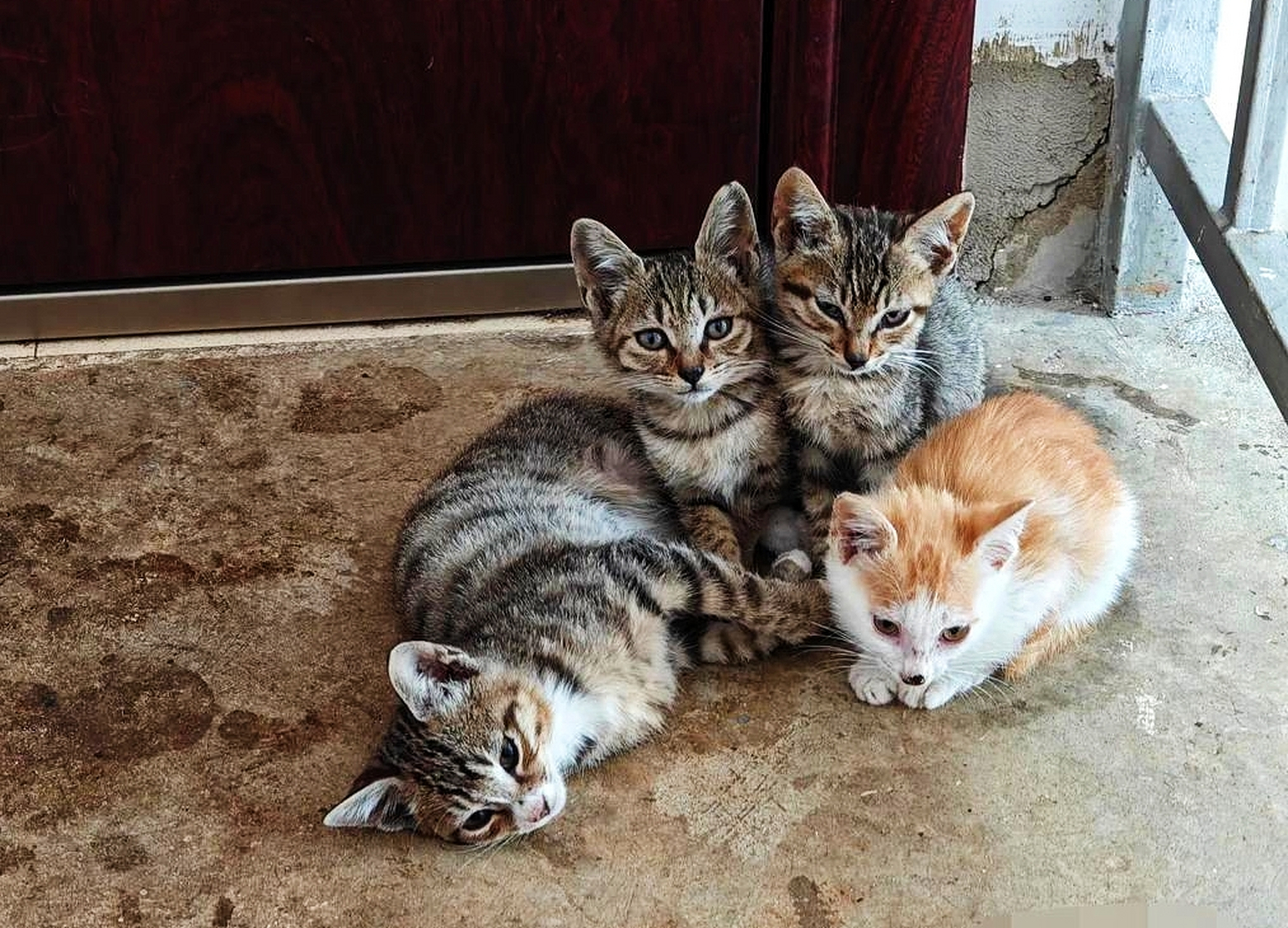 喂了三个月的流浪猫定居在家门口,还生了一窝小猫崽,看着这一大家子