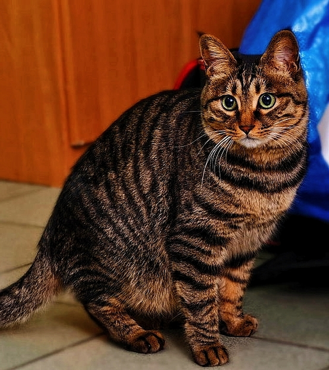 狸花猫虽然可爱,但是永远比不上别的品种猫,因为它有一个天大的缺陷