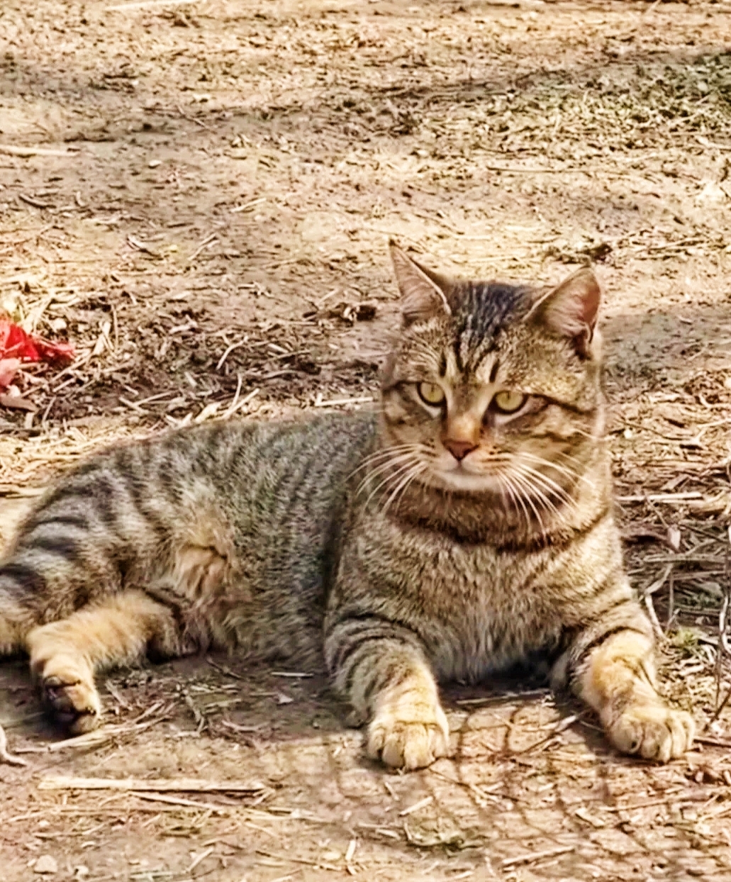 狸花猫虽然可爱,但是永远比不上别的品种猫,因为它有一个天大的缺陷