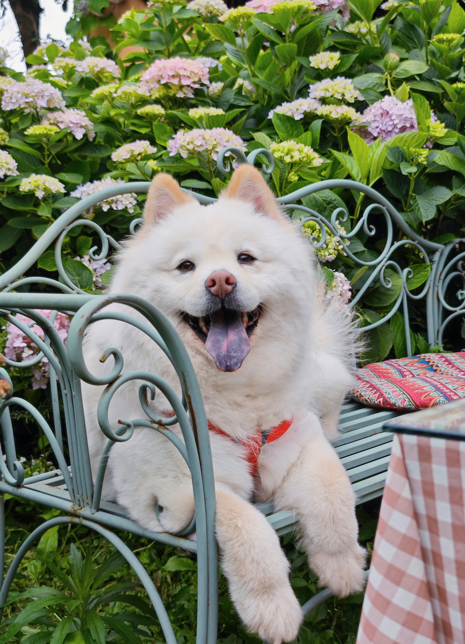 小姨从青岛带回来一只小狗,它是松狮和萨摩的混血,取名叫lucky.