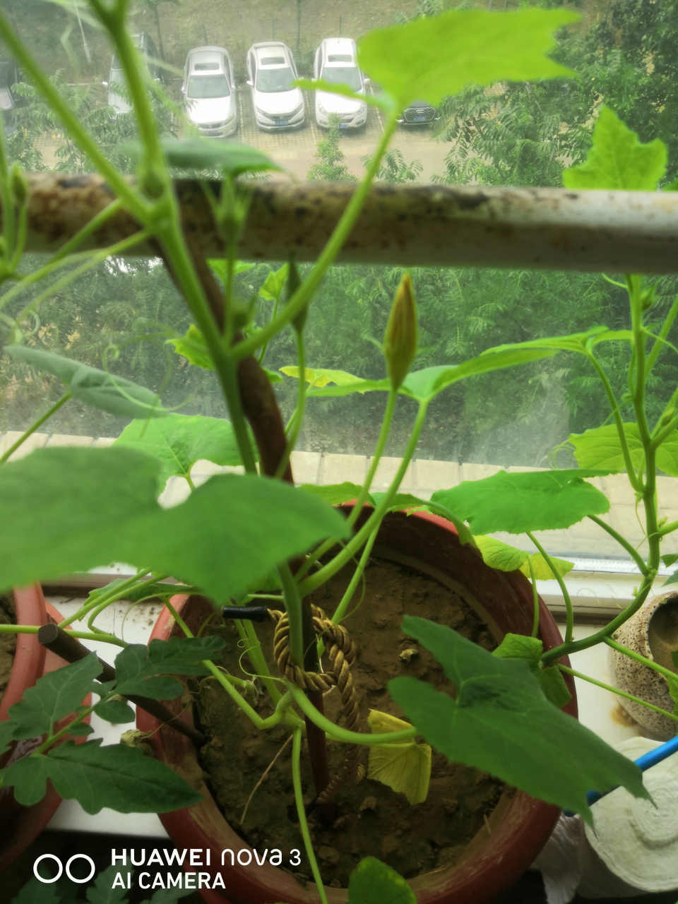 阳台上种的玩偶南瓜有花骨朵了[嘻嘻]