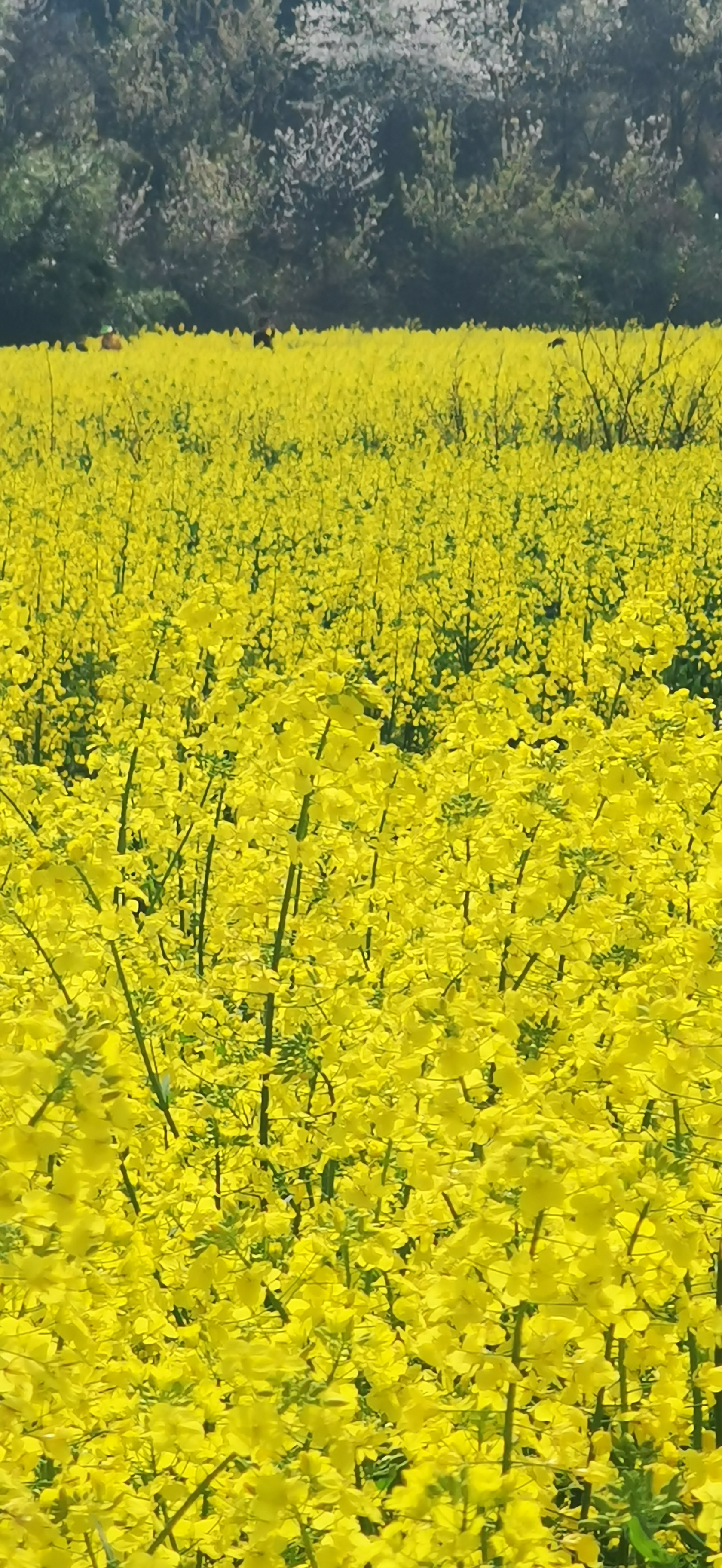 安顺鲍家屯油菜花图片