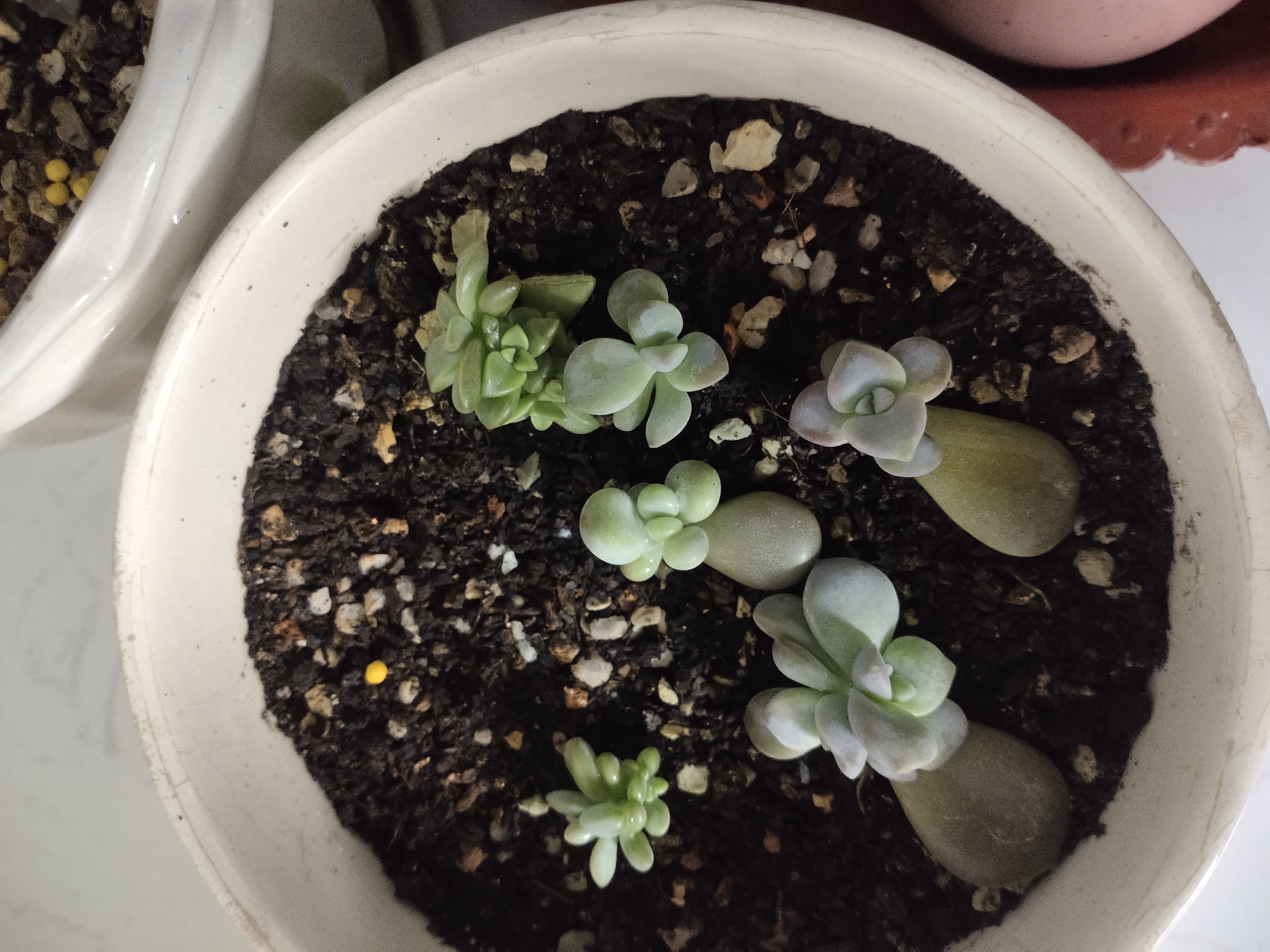 看看我可爱的多肉小苗苗,一天一天的茁壮成长,有一种成就感