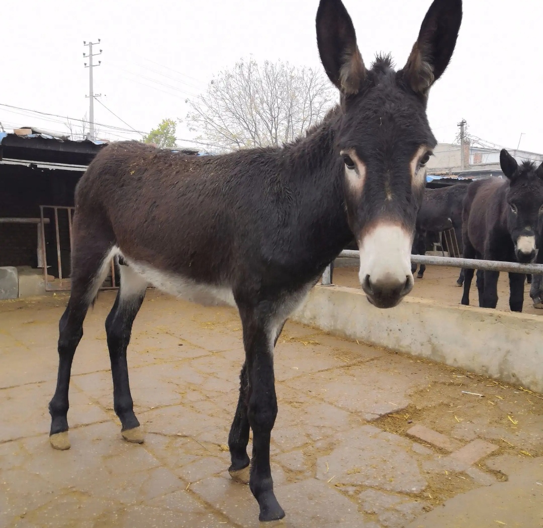 从前,有一头驴,它很擅长叫唤,是为叫驴…