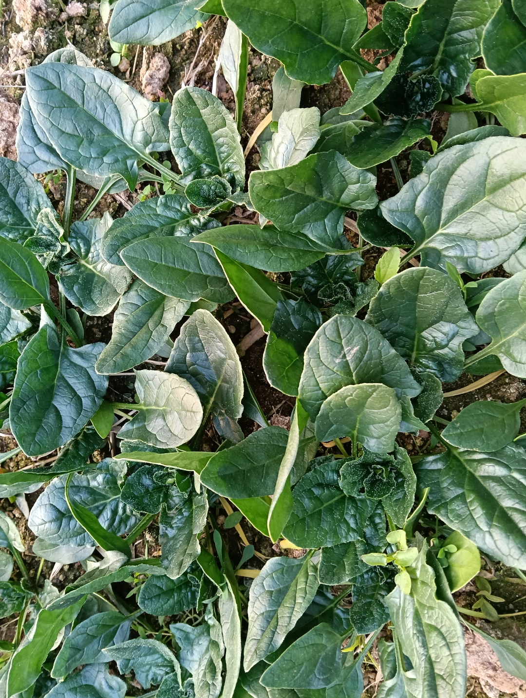 菠菜别名赤根草,波斯菜,是苋科菠菜属一,二年生