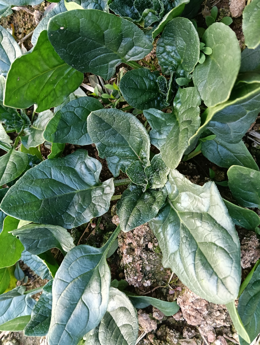 菠菜别名赤根草,波斯菜,是苋科菠菜属一,二年生草本植物,是极常见的一