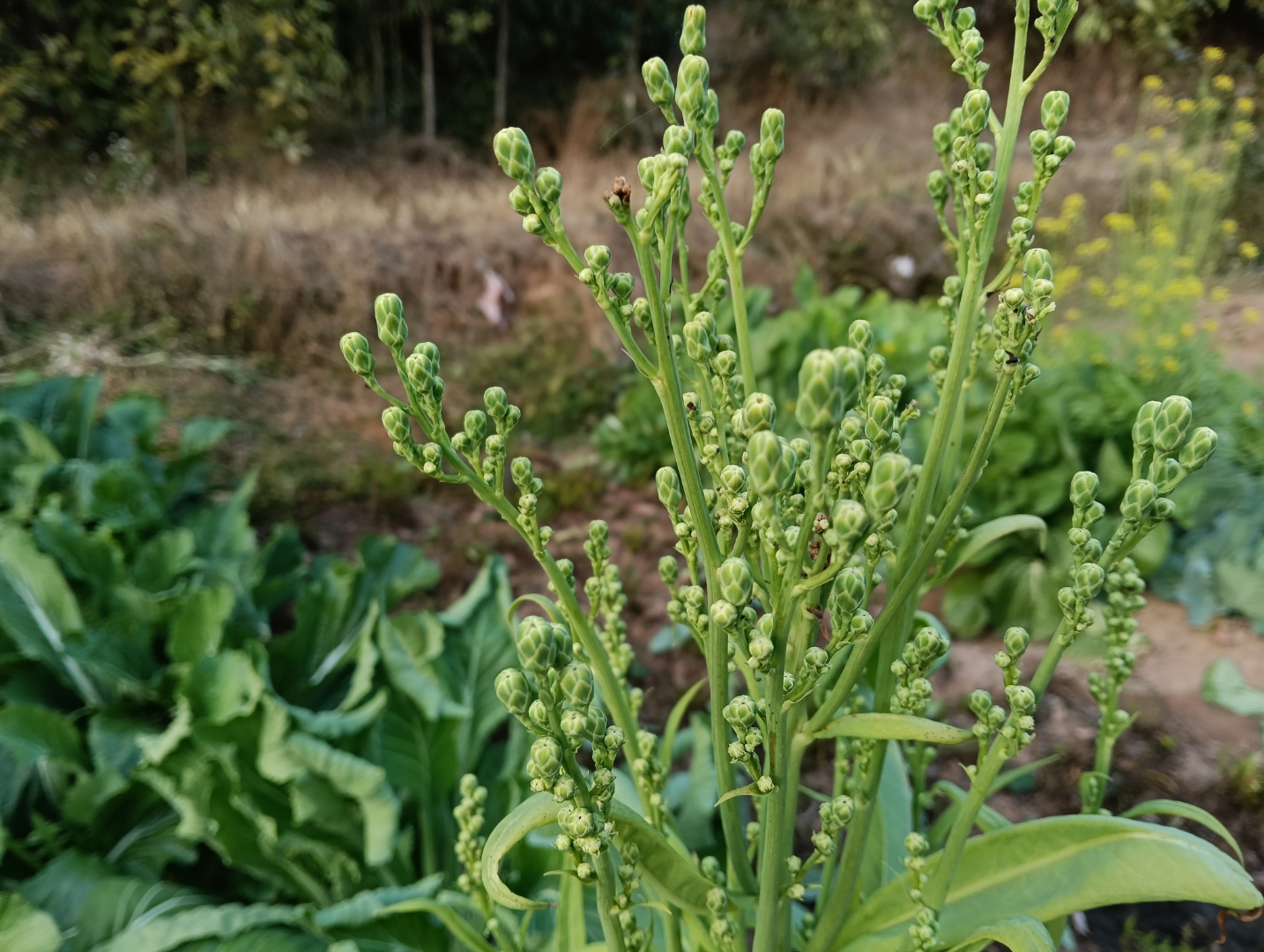 苦麦菜,听起来可能让人联想到一丝苦涩,但正是这种独特的口感,让它