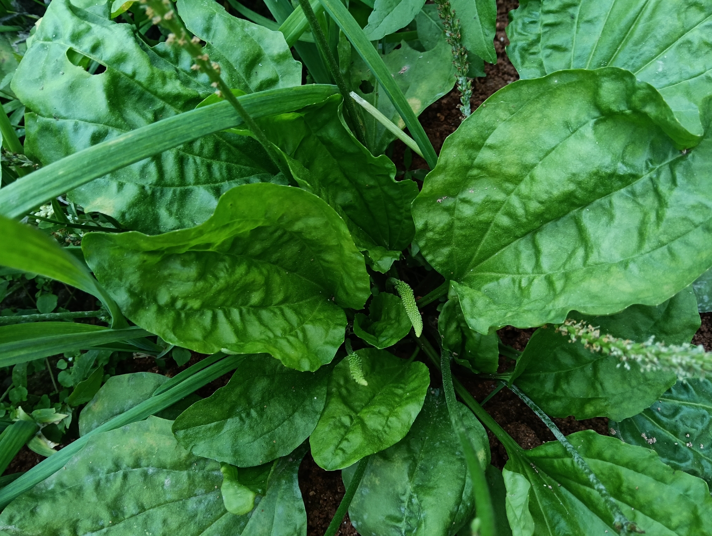 而且,车前草中还含有丰富的营养成分,如维生素c,矿物质等,对人体健康