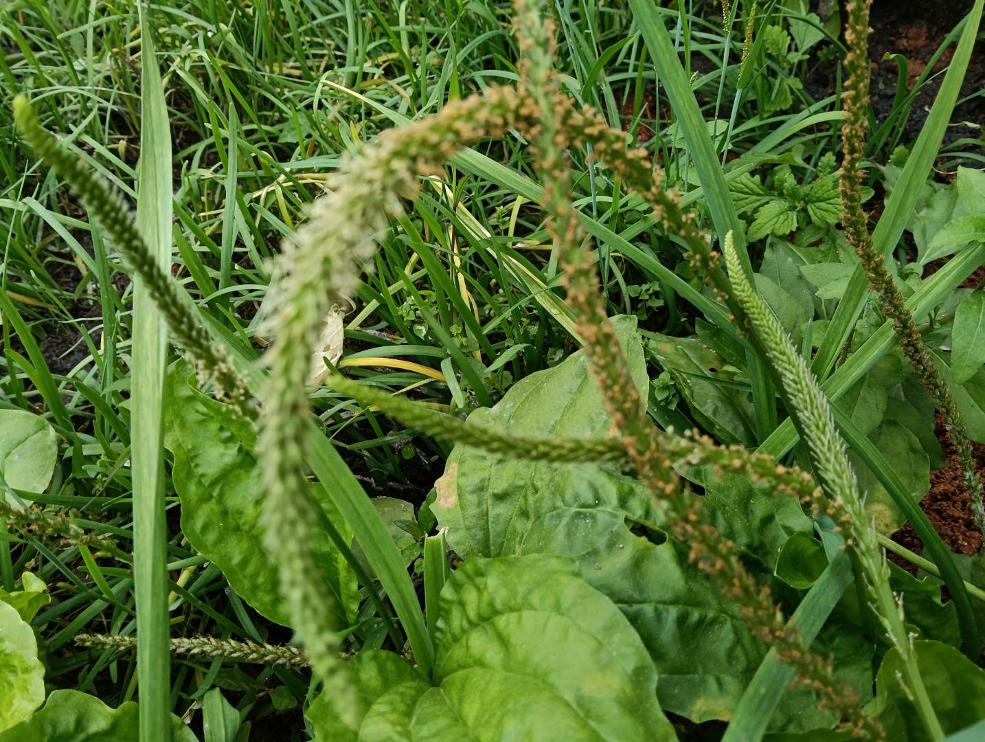 而且,车前草中还含有丰富的营养成分,如维生素c,矿物质等,对人体健康