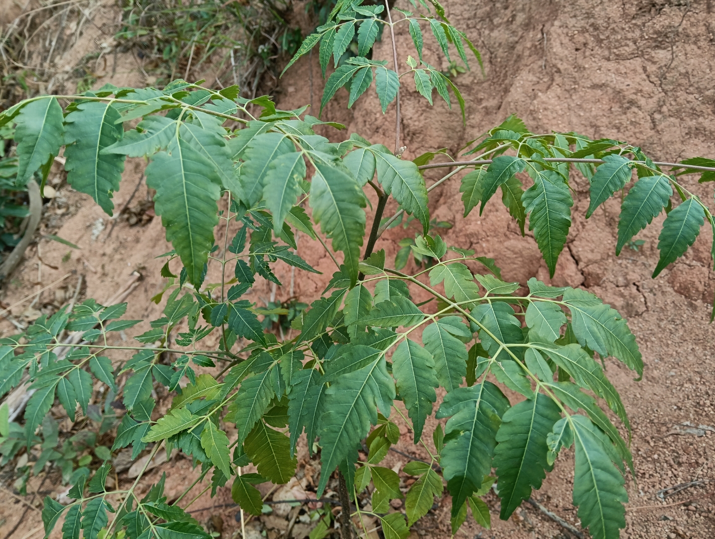 在适宜的条件下,一棵苦楝树可以在短短几年内长成参天大树