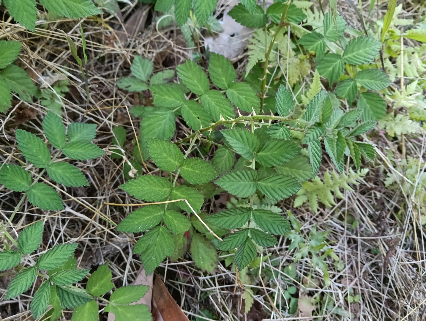 这野草莓苗长得真旺盛,周末去山里采风,发现了不少这样的小宝贝