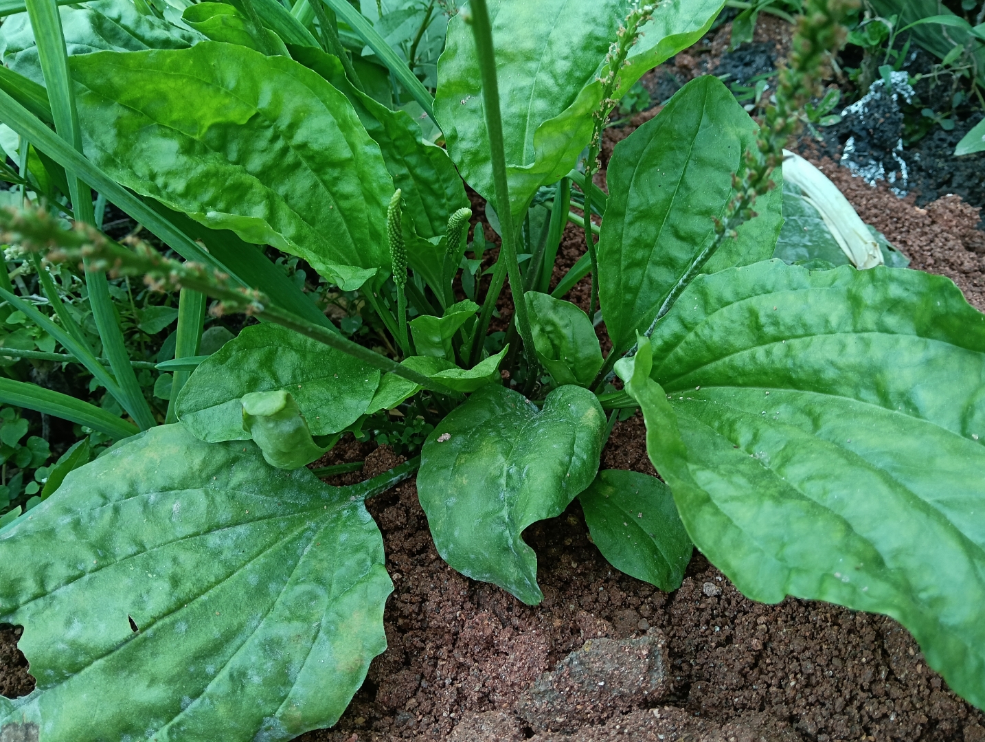 而且,车前草中还含有丰富的营养成分,如维生素c,矿物质等,对人体健康