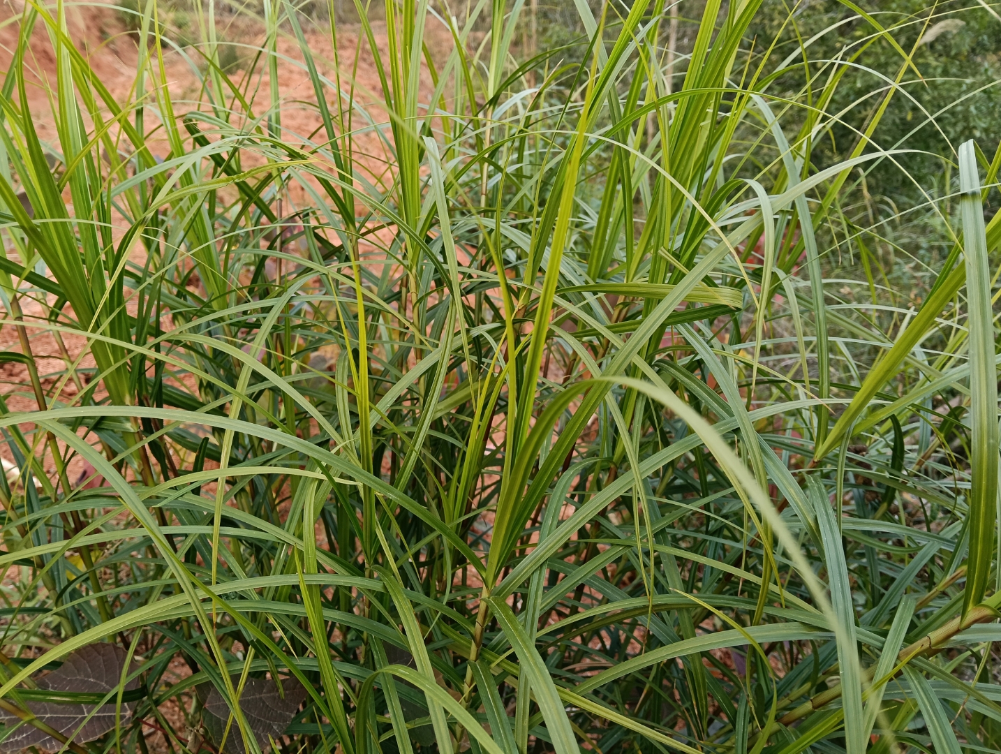 它的叶片细长而柔软,随风摇曳,就像一位优雅的舞者,在微风中翩翩起舞
