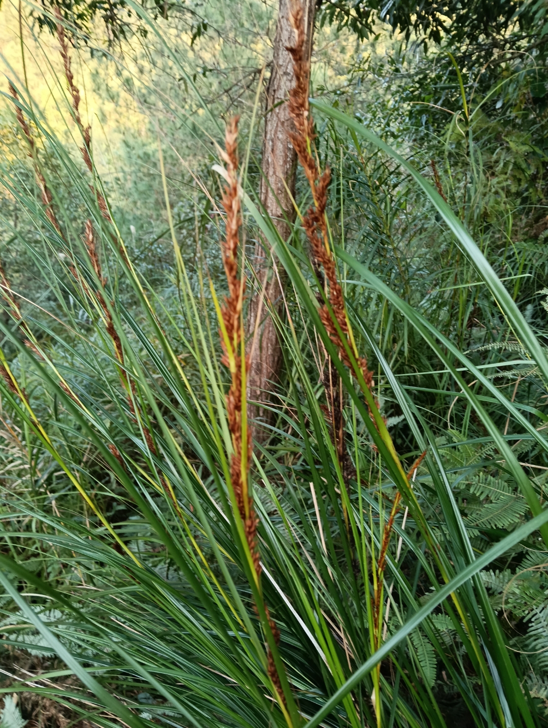 黑莎草可用作小茅屋顶的盖草和墙壁材料,小坚果还可用以榨油