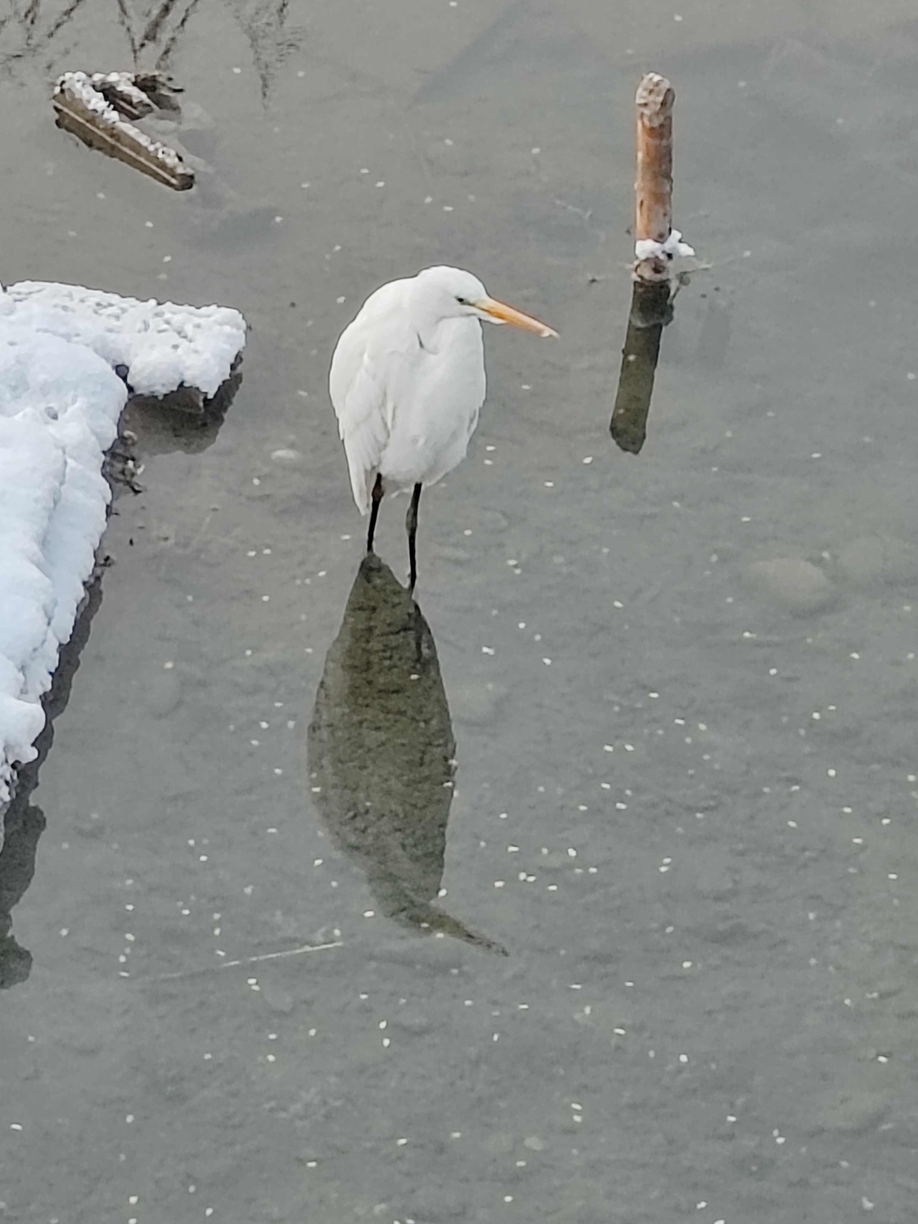 在这寂静之中,白鹭似乎成了唯一的守望者,静静地看着世界的变迁.