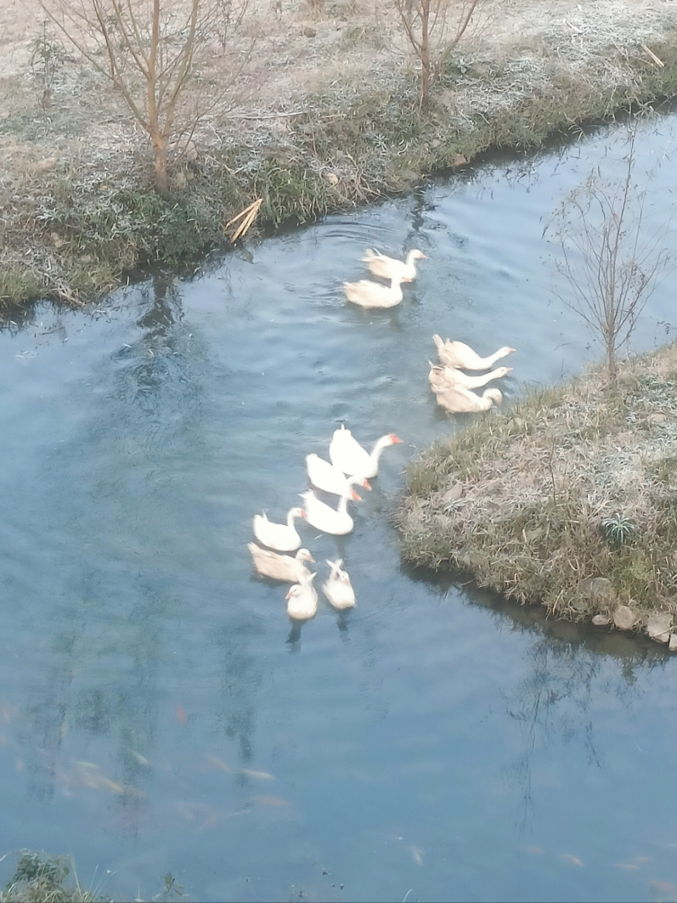 "河面上的七只白鹅,有的漂浮,有的悠游