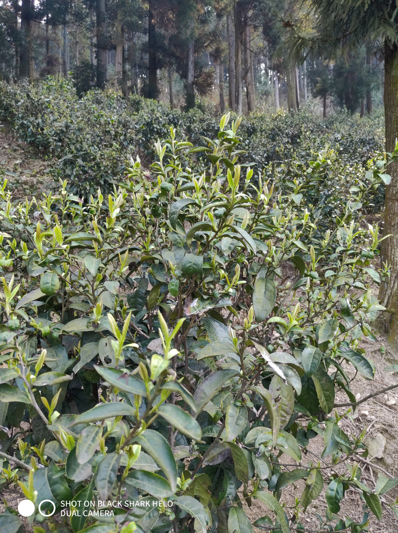 纯天然无污染,无公害,绿茶!