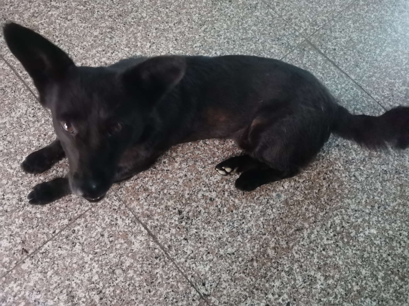 小黑是一个非常聪明和忠诚的狗,它和主人一家生活在一个小村庄里.