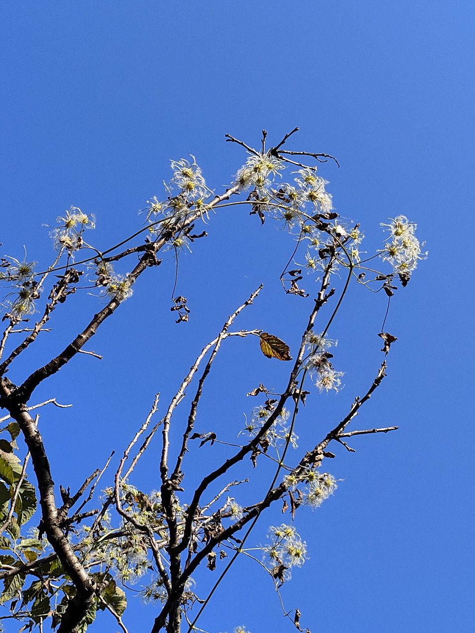 野生铁线莲,根可入药(威灵仙)