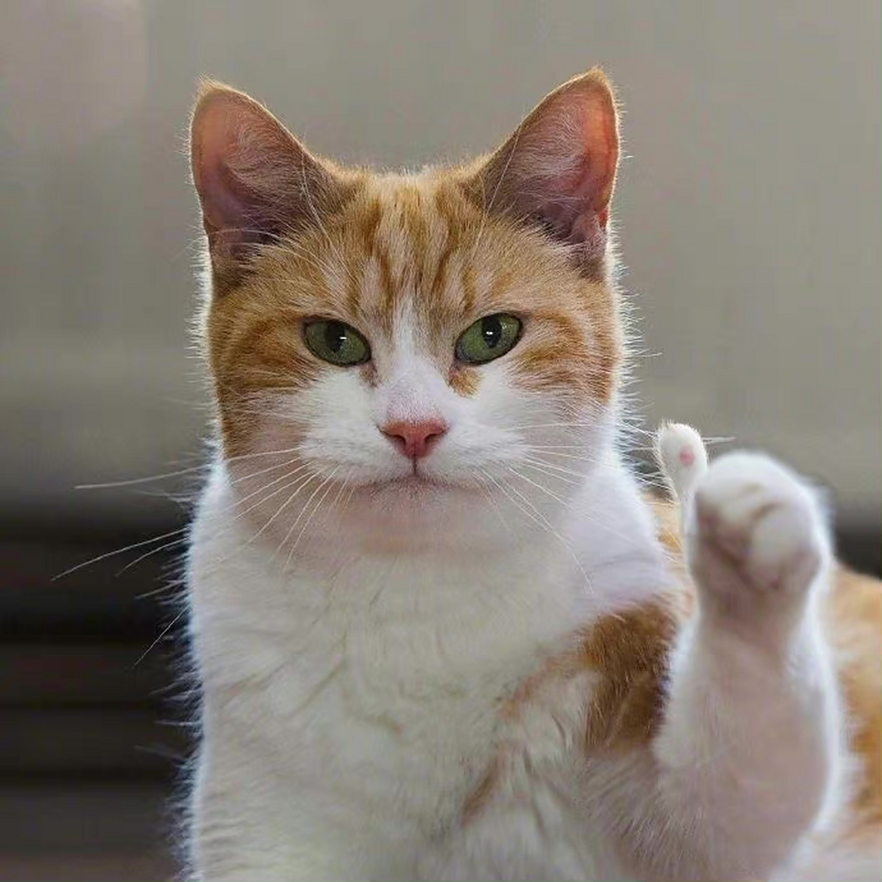 2020太难了,小猫咪给大家比耶,小猫咪说2021你干啥都能行!