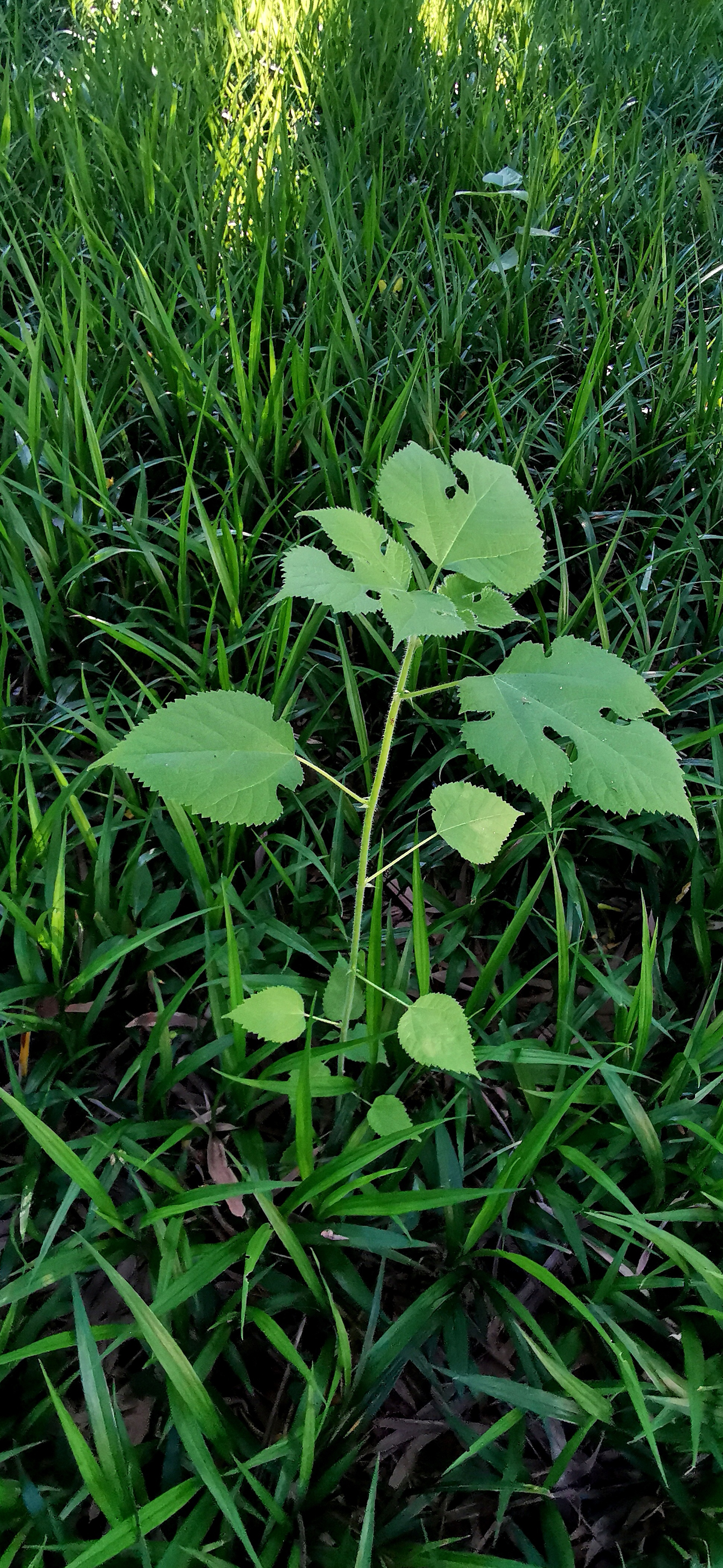 天蓝旷远朝霞卷,草绿勃发嫩叶张