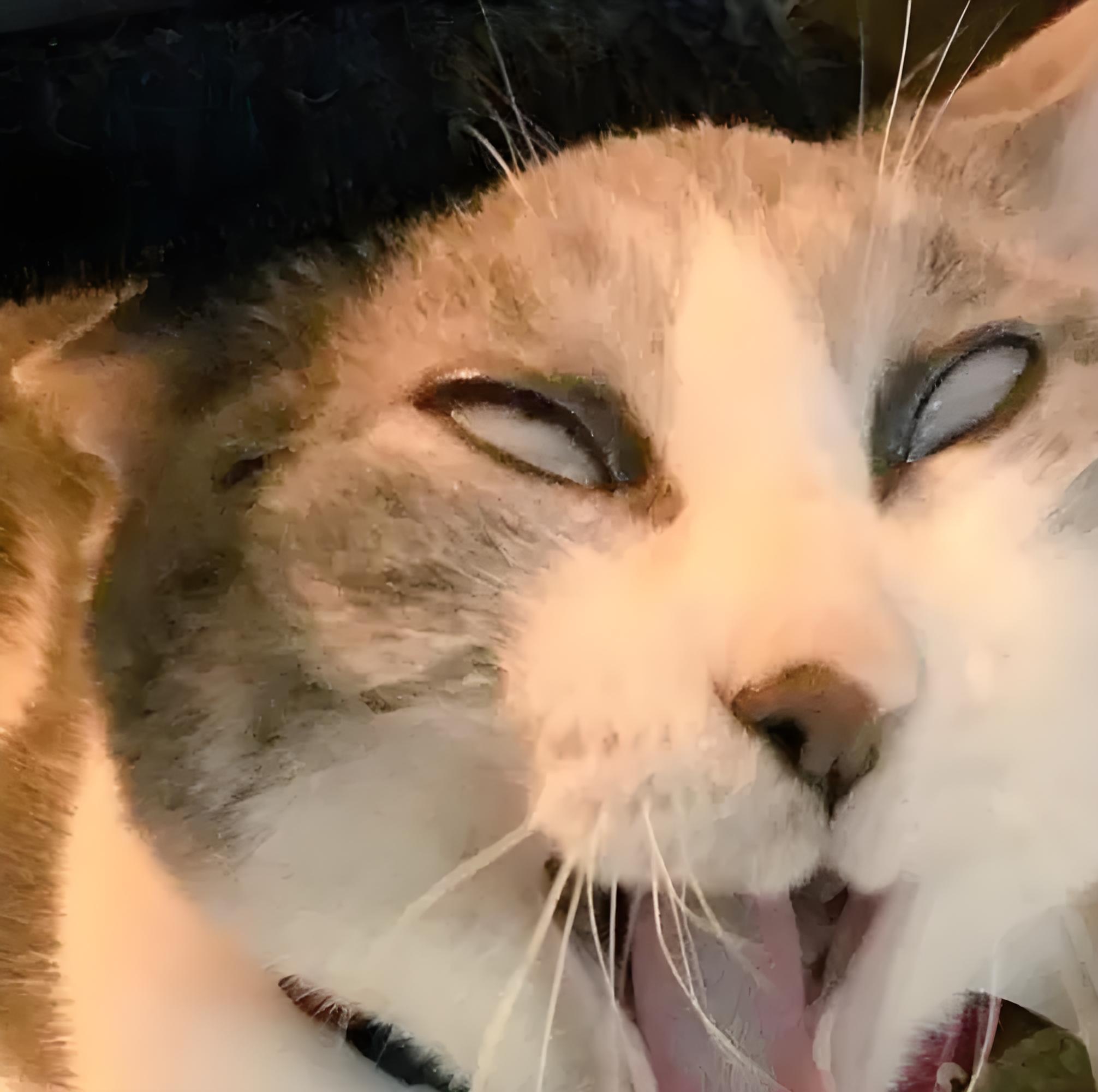 咧开嘴巴叫着,会翻白眼的猫