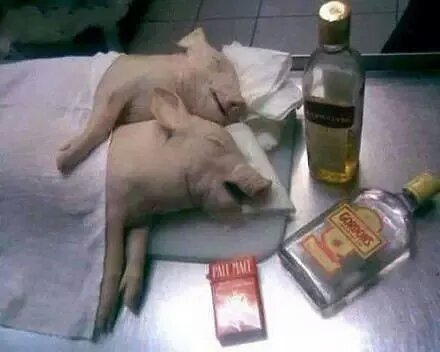 周末小憩,一杯酒,一包烟,两小猪,悠哉悠哉.