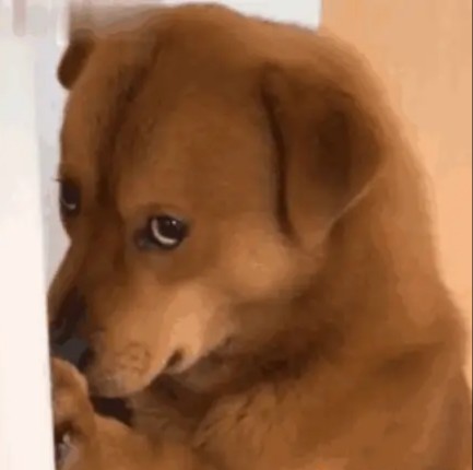 瞧那小狗,偷偷摸摸又满怀好奇,眼睛滴溜溜转,仿佛每