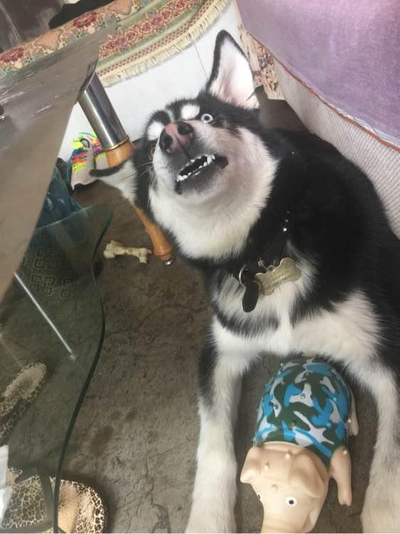 一只哈士奇狗狗的全身毛色为黑白相间,正仰头张嘴,露出牙齿,表情显得