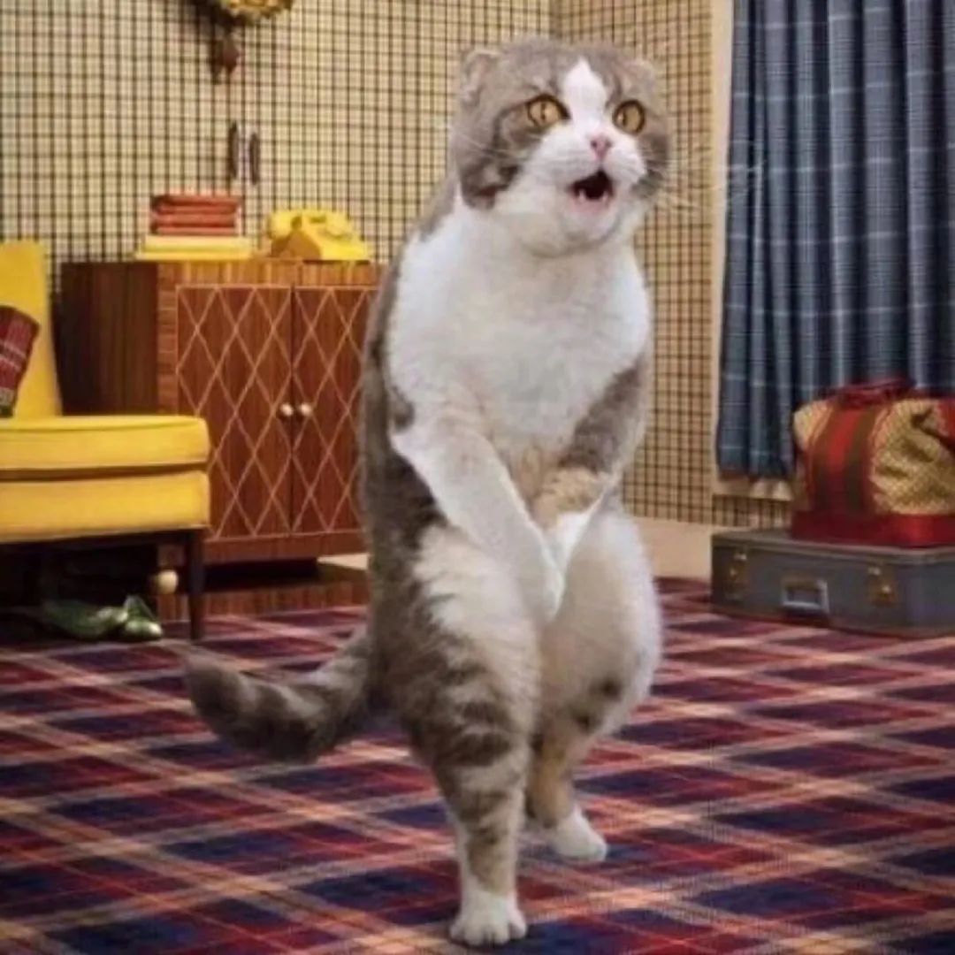 这只猫张开嘴巴,看起来表情惊讶或好奇