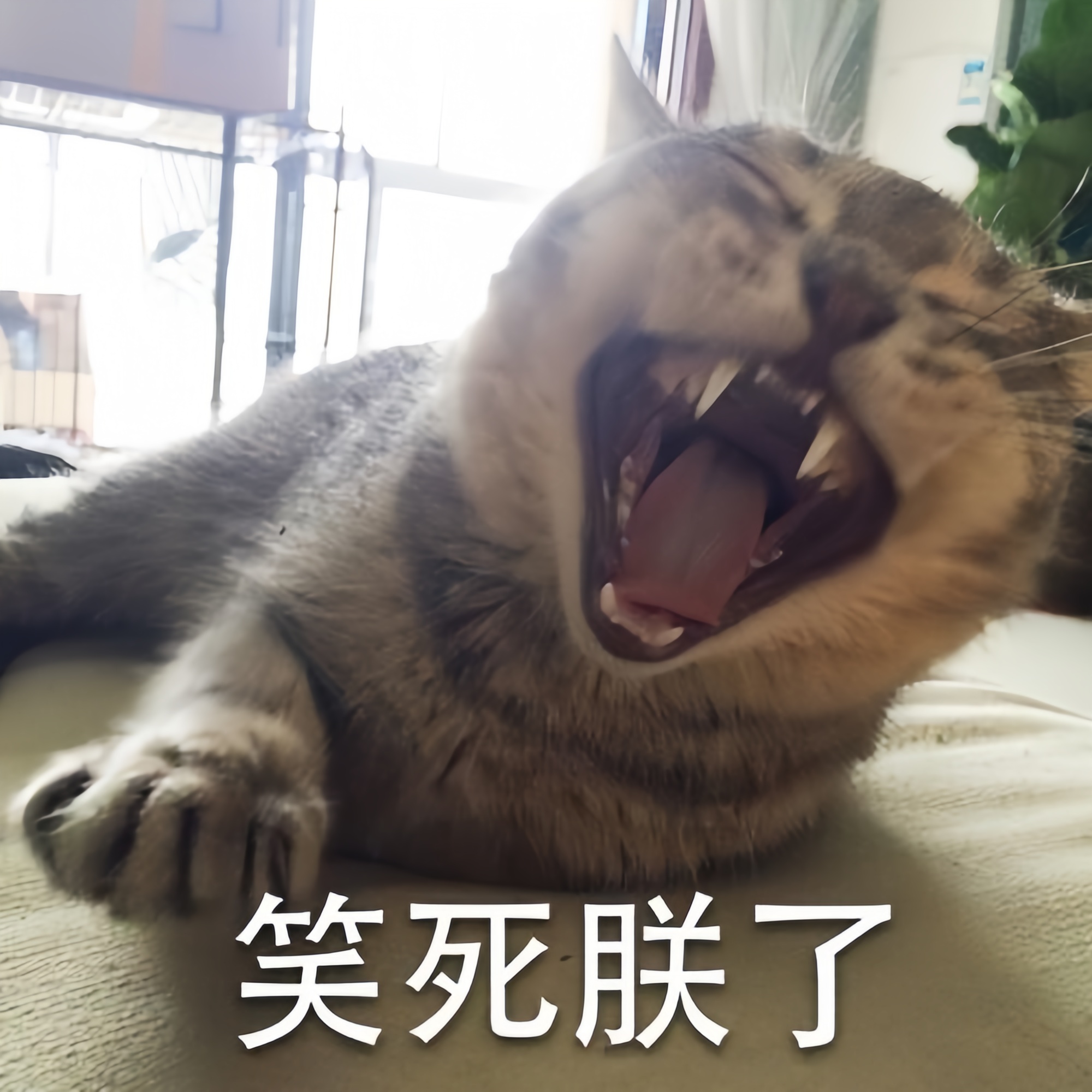 两只猫咪张大嘴巴,露出牙齿和粉红舌头,闭着眼睛,耳朵竖立,仿佛在哈哈