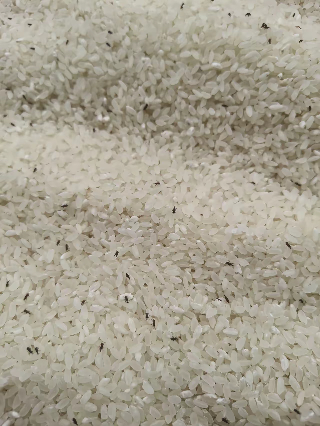 怎么才能消灭这些虫子?#热点引擎计划
