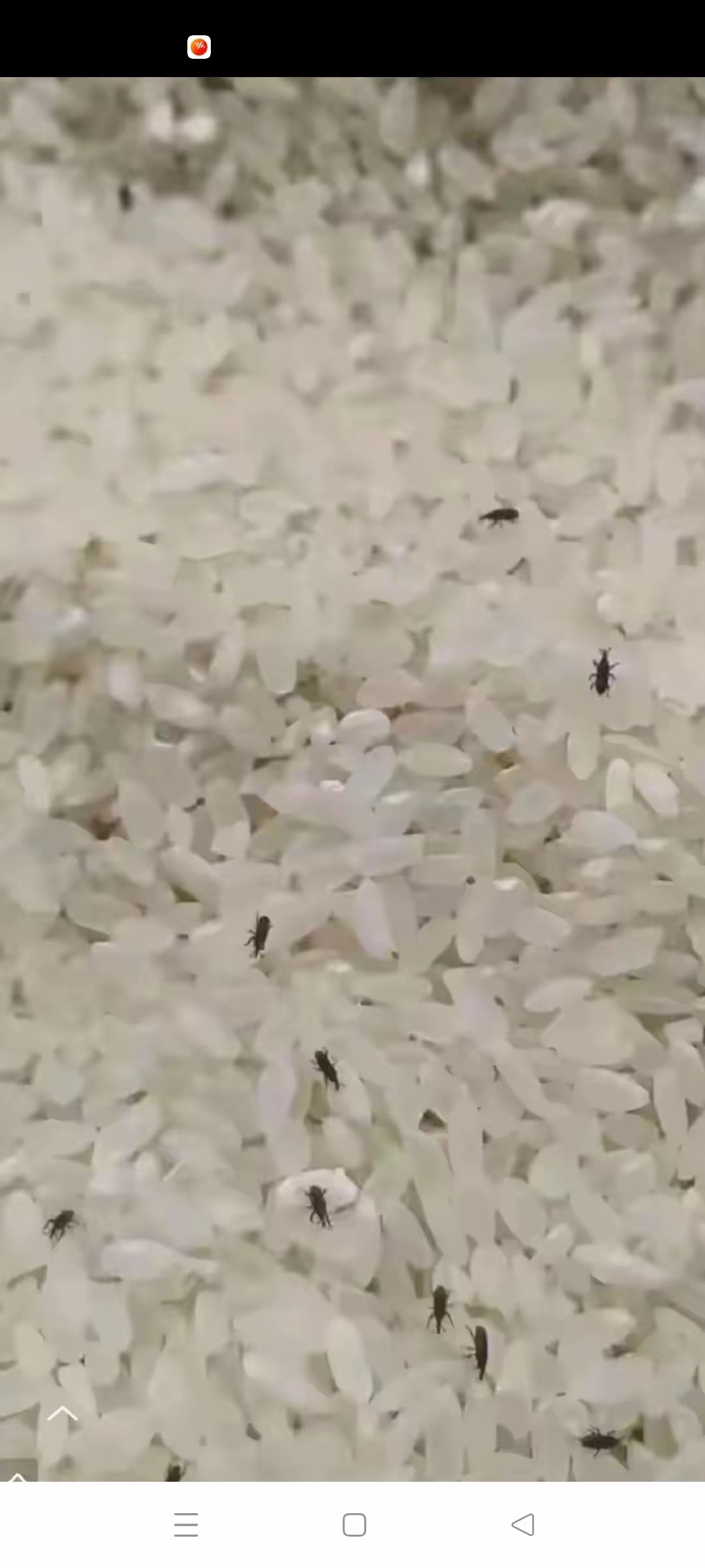 新打开米袋做饭时发现米生了虫子.我们这的方言管它叫"牛子"