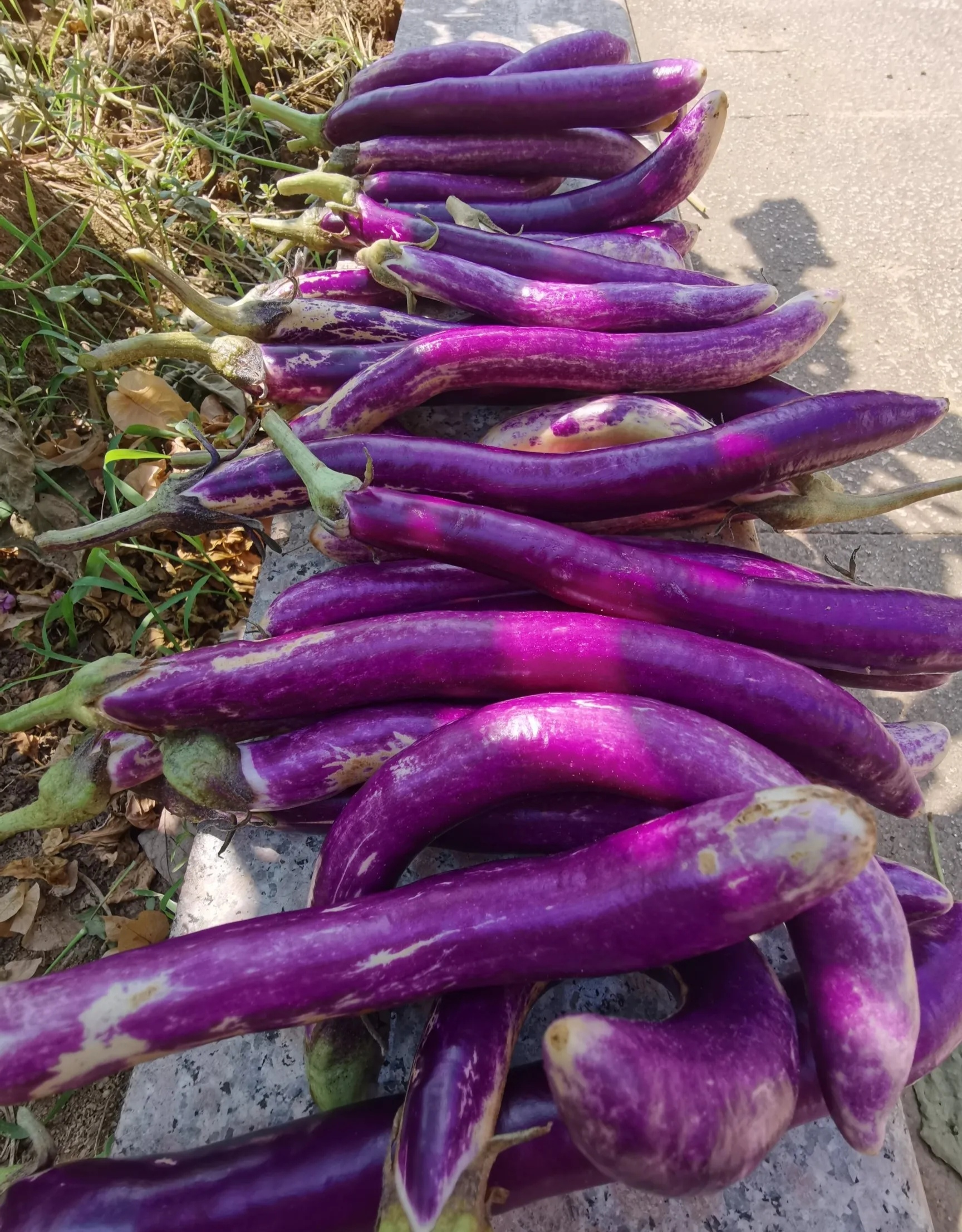 图片皮厚的秋茄子紫色秋茄图片茄子在树上地里的茄子秋天的茄子有毒吗
