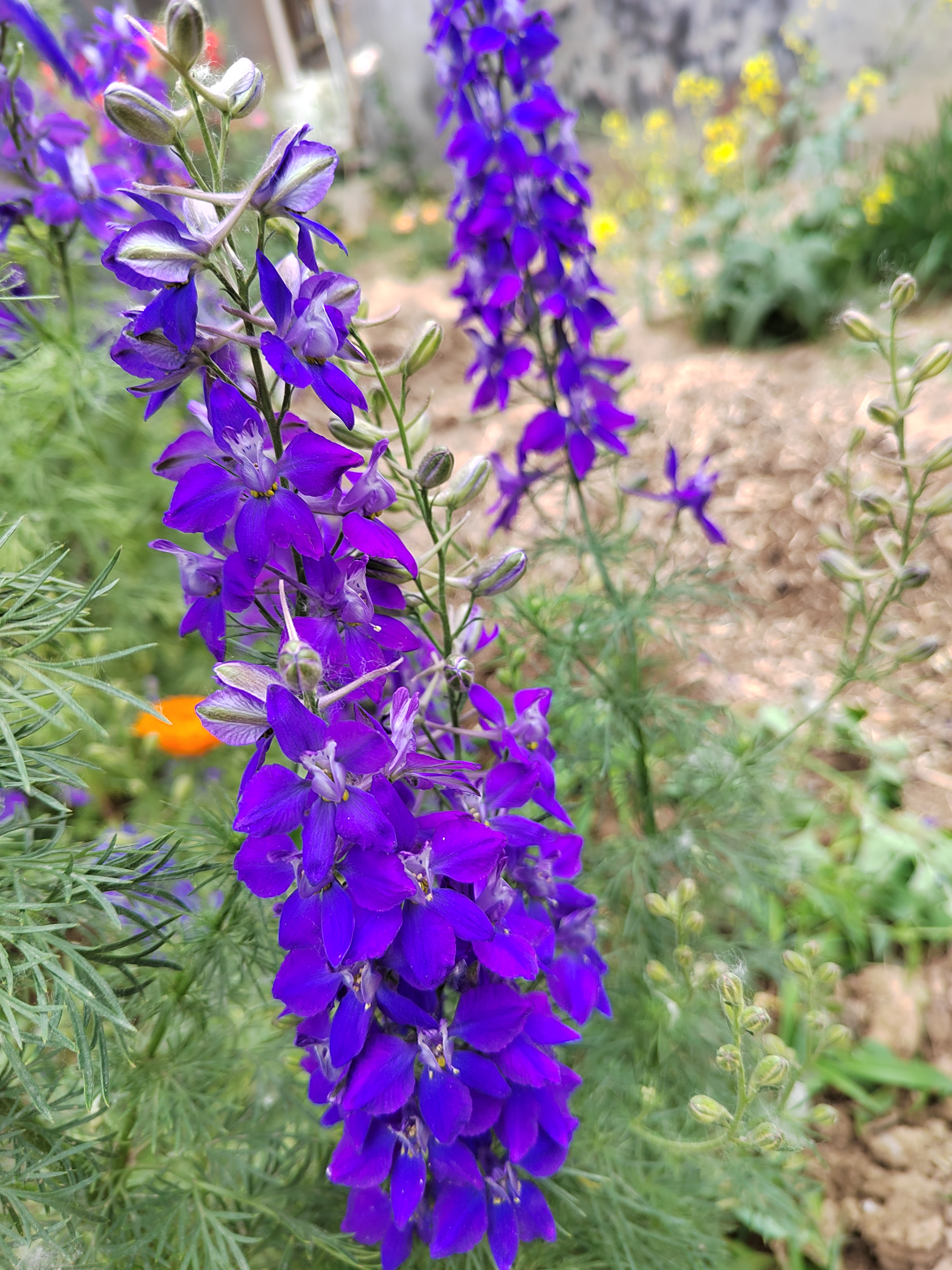 皮燕开花图片