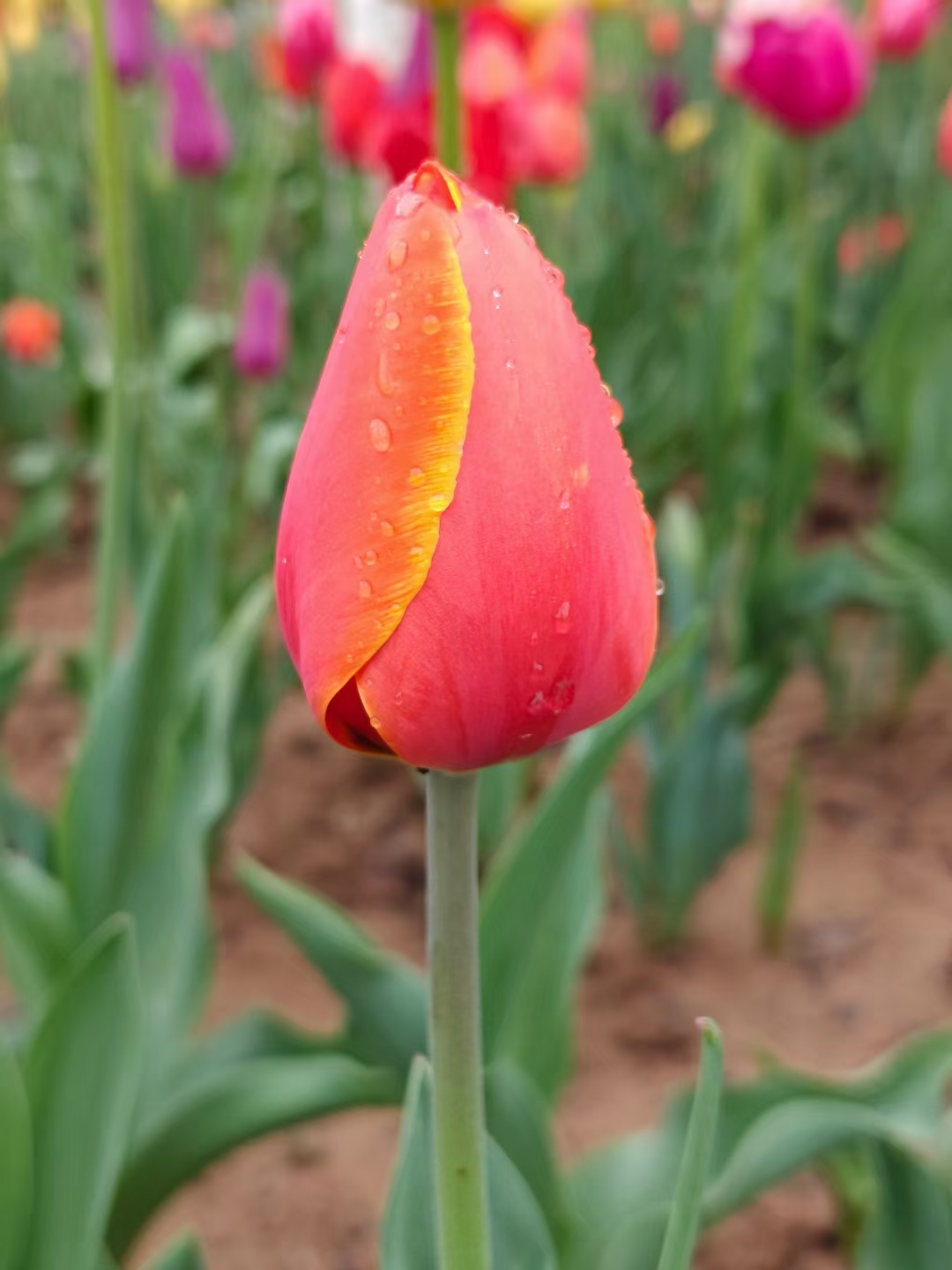 今日阳光正好,新野县的郁金香节盛大开幕啦!