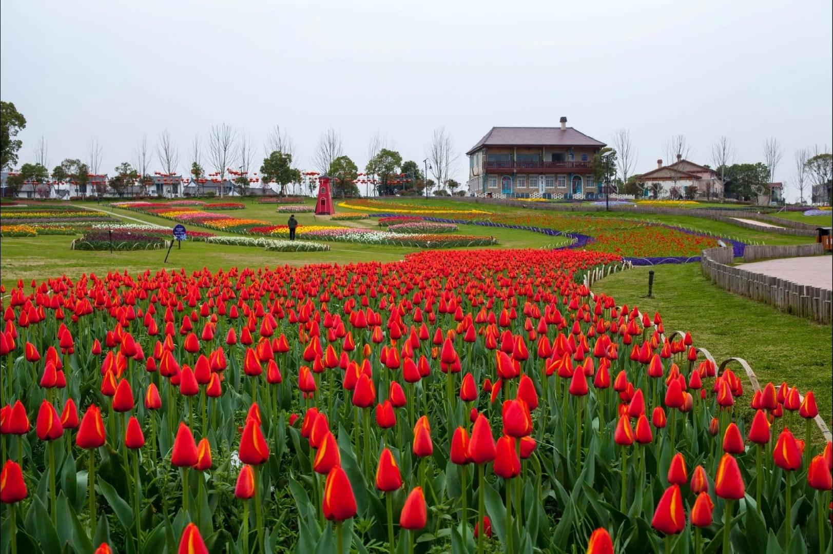 红色郁金香: 寓意热烈的爱意,爱的告白,喜悦.