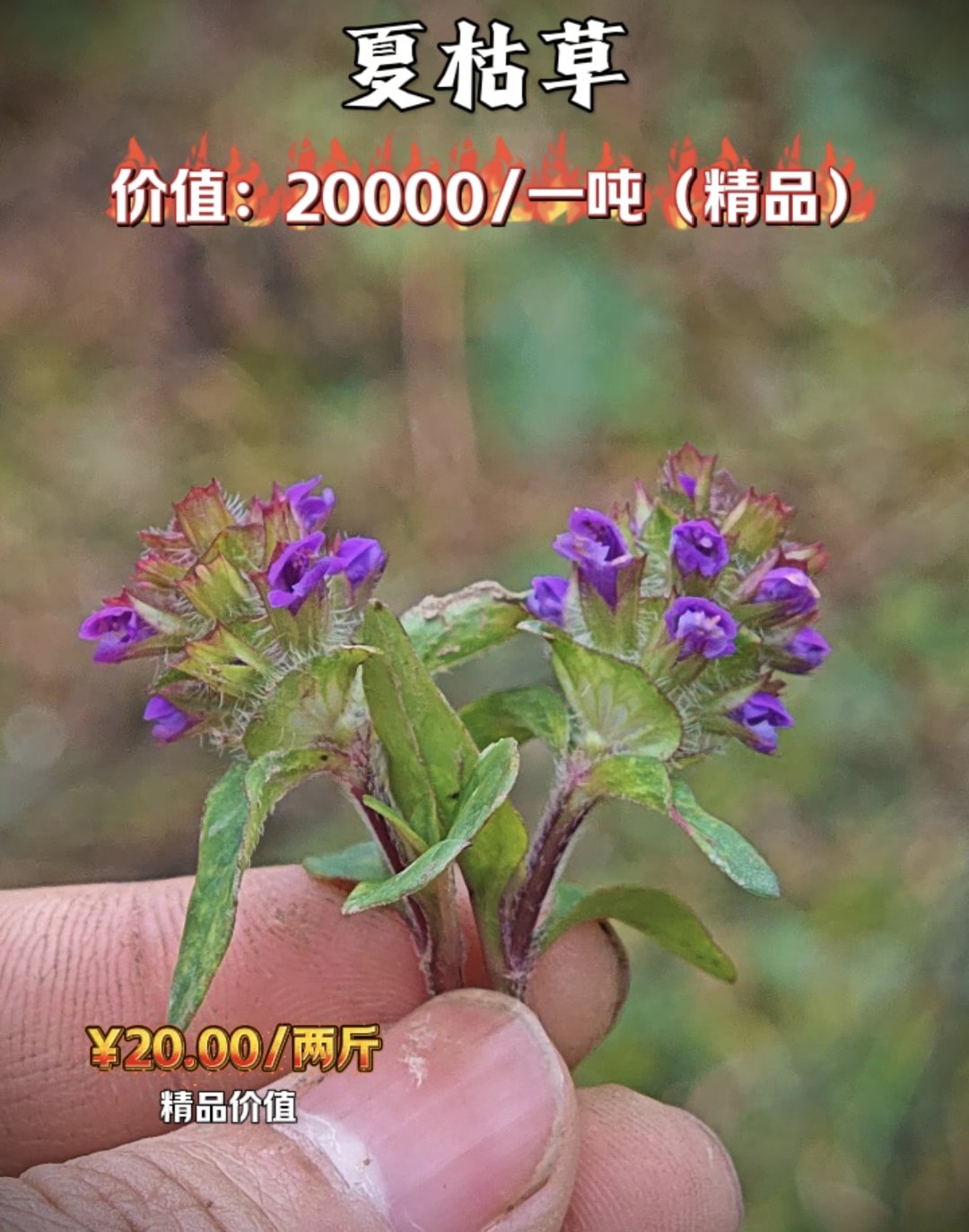 草金汤匙草图片骨碎补草图片牯牛草图片冬虫夏草图片叶子图片地牯牛草