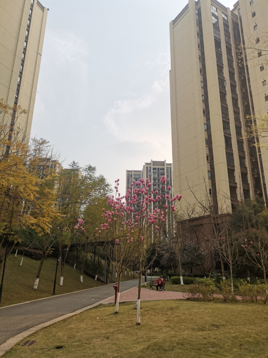 每天出去溜小孩就可以欣赏到不同的花.#春日生活记录