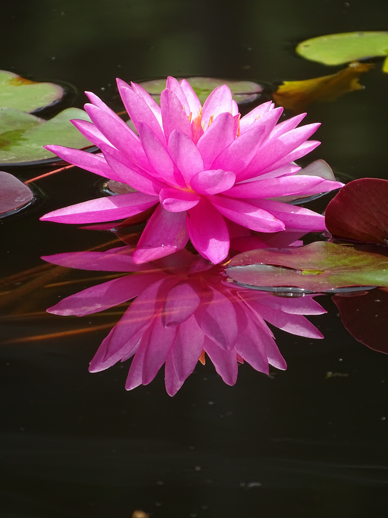 水中花林子版图片