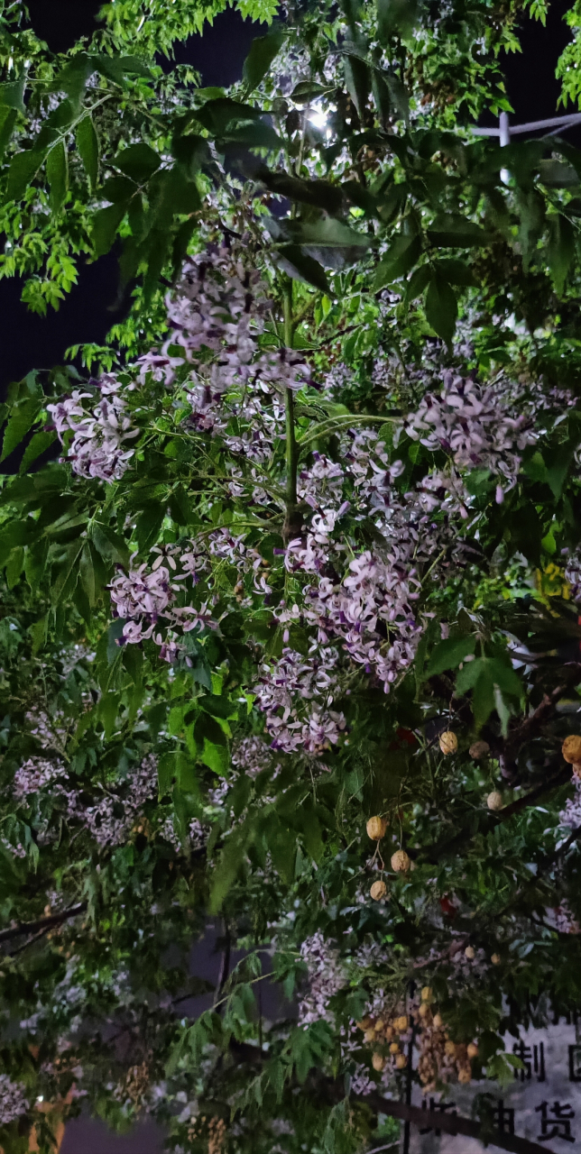 花开花香电视剧图片