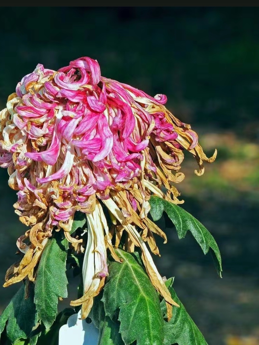 一夜思秋菊又黄百花流泪蕊难香