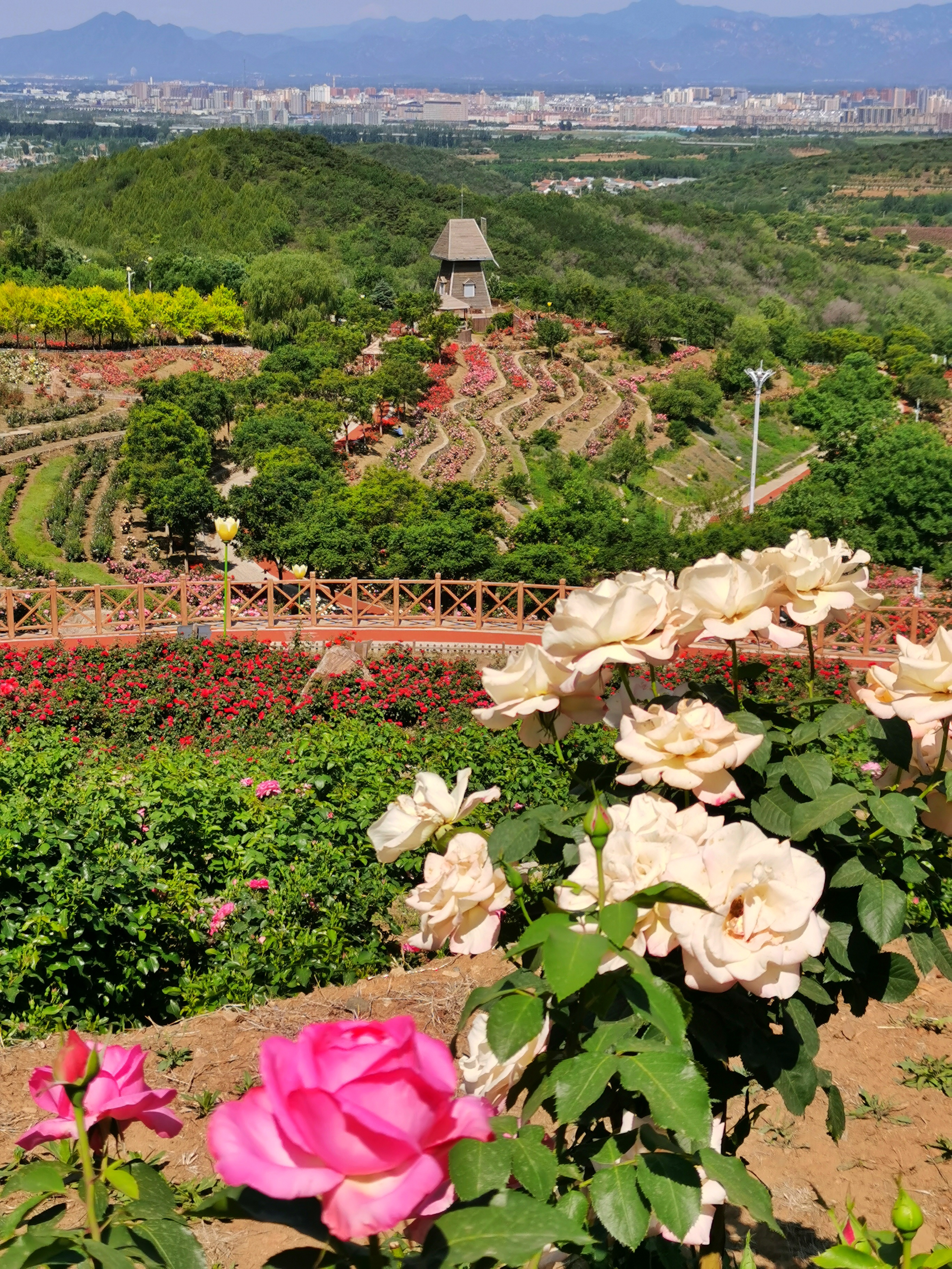 密云玫瑰情园4月图片